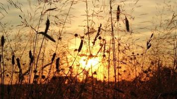 Sunset In Summer Meadow video