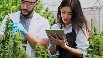 Professional researchers are checking plants and doing quality control of legally grown cannabis plants for medicinal purposes in large greenhouses. video