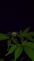 Cannabis plants growing in an indoor farm vertical time lapse video. video