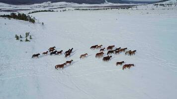 A herd of horses runs through the snow video