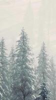 winter snow covered cone trees on mountainside video