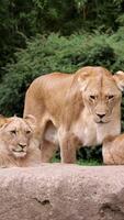 lent mouvement coup de africain faune femelle lion, lionne rôder dans le faible Soleil le coucher du soleil. une lionne gardes sa petits dans le savane. verticale tir, social médias video