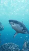 grand génial blanc requin nage près le surface de le côte video