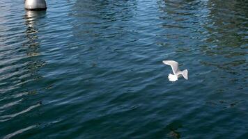 une mouette mouches plus de le l'eau troupeau de mouettes mouche dans chaud le coucher du soleil ciel plus de le océan. silhouettes de mouettes en volant dans lent mouvement avec le mer dans le Contexte à le coucher du soleil. soir. personne. video