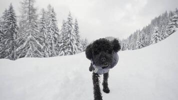 Dog walks in the woods with snow video