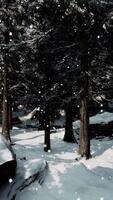 Winter forest in the snow video