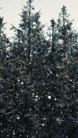 Winter forest in the snow video