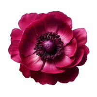burgundy anemone flower isolated on transparent background png