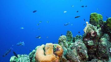 en dessous de le mer - paysage marin avec poisson, corail, et éponge video