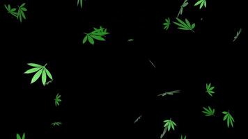 Rain Falling Cannabis Sativa and Marijuana isolated on black background transparent . suitable for news about medical or illegal plants and illegal drug distribution video