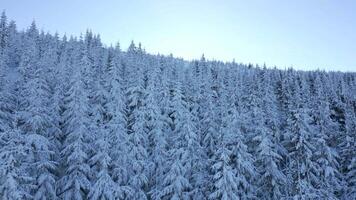 Aerial View Of Snow-Covered Trees In Winter Mountain Forest At Sunrise. video