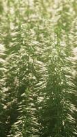 legal hemp field used for textiles in france video