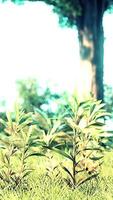 scenic view of the park with green grass field in city video