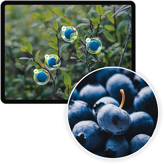 Image of a tablet displaying an image of blue berries on a plant, with a zoomed-in image of a bunch of blue berries in front.